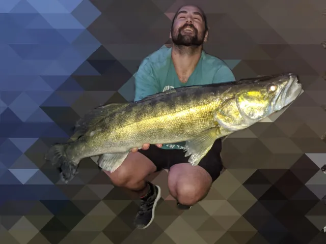 Zander