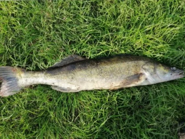Zander