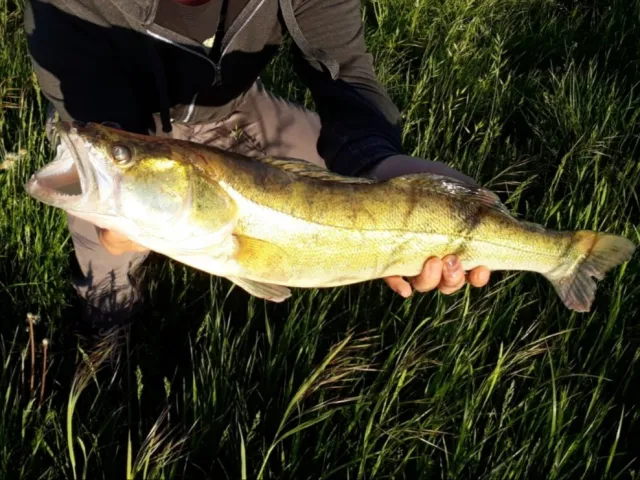 Zander