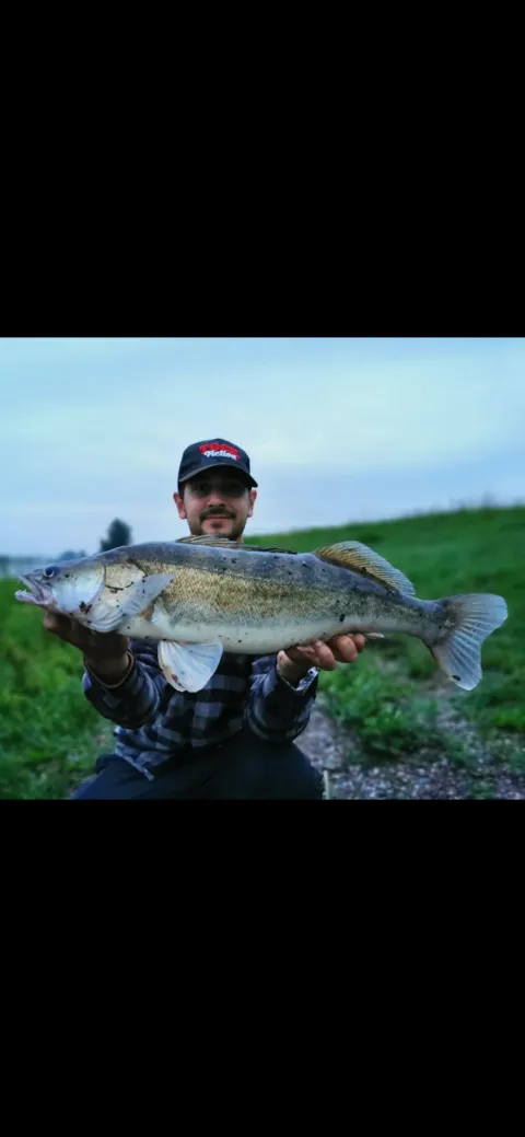 Zander