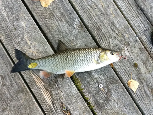 Döbel