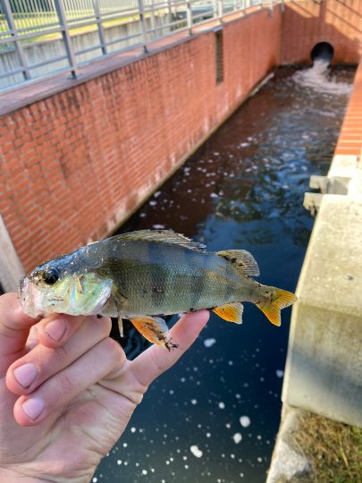 Flussbarsch