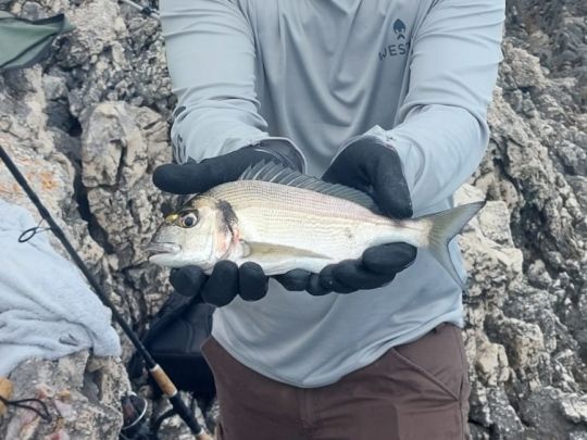 Dorade