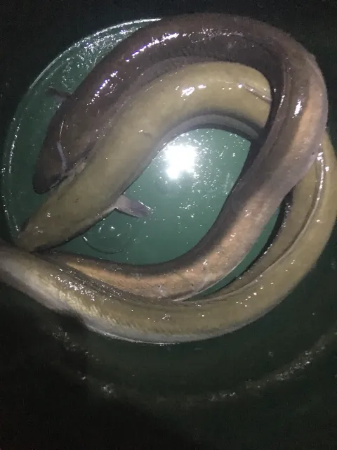 Aal
