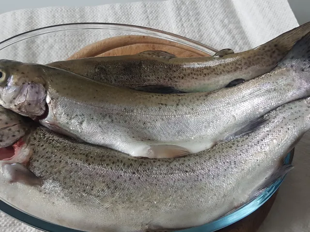 Regenbogenforelle