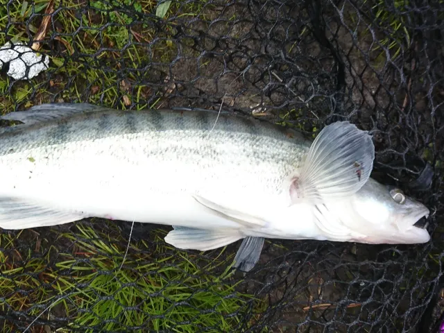 Zander
