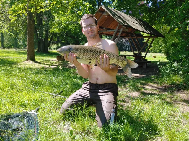 Graskarpfen
