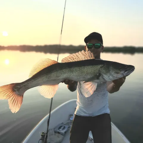 Zander