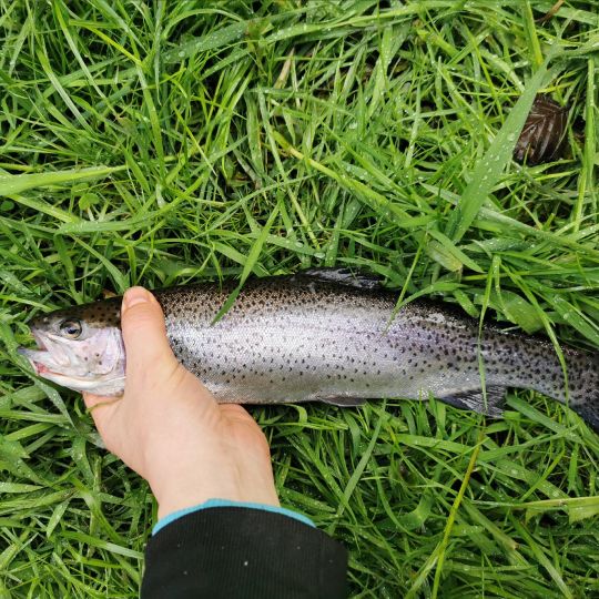 Regenbogenforelle