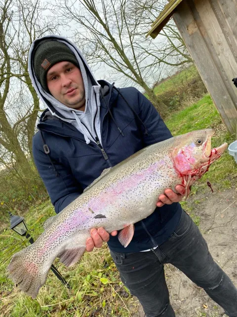 Regenbogenforelle