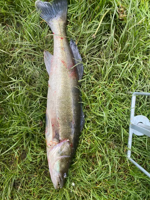Zander