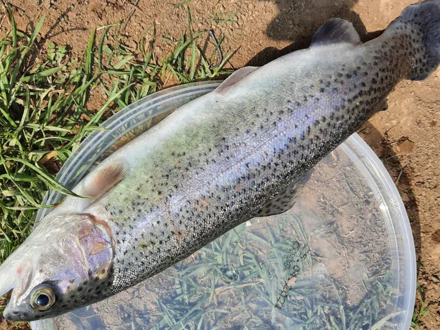 Regenbogenforelle