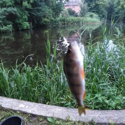 Flussbarsch