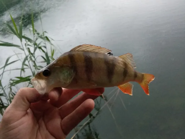 Flussbarsch