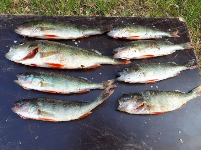 Flussbarsch