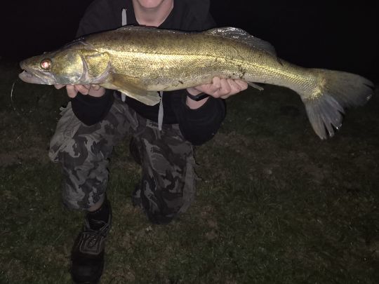 Zander