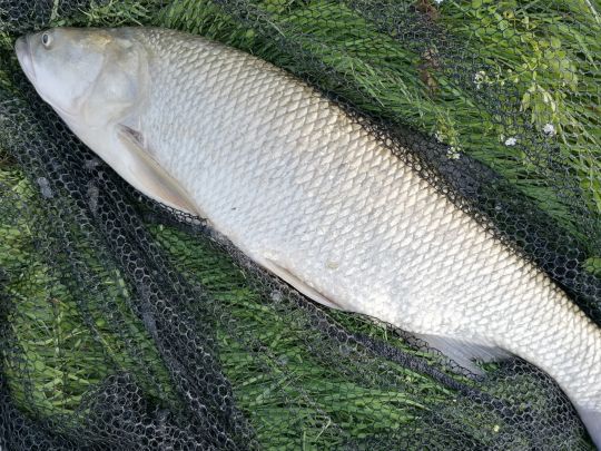 Rapfen