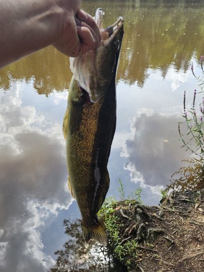 Zander