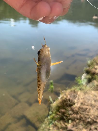 Flussgrundel