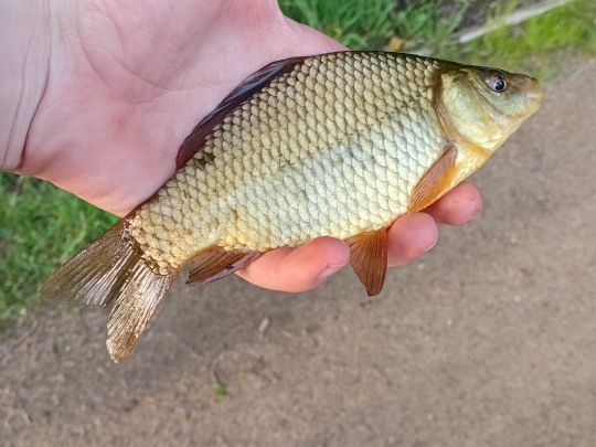 Karausche
