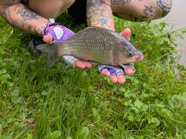 Giebel