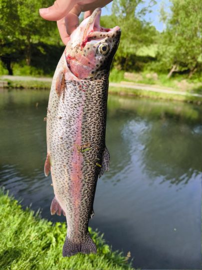Regenbogenforelle
