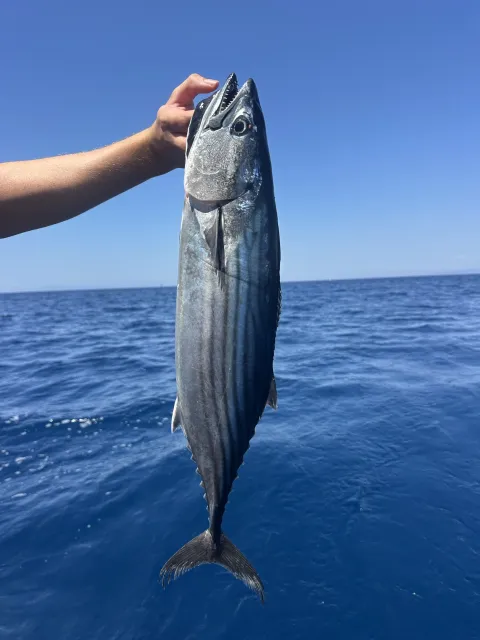 Bonito