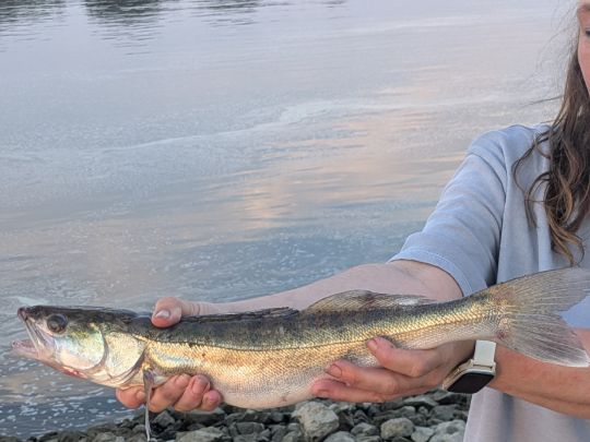 Zander