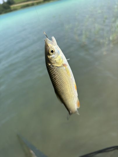 Döbel