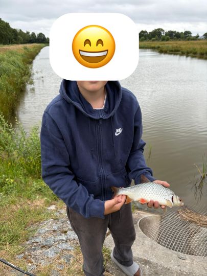 Rotauge