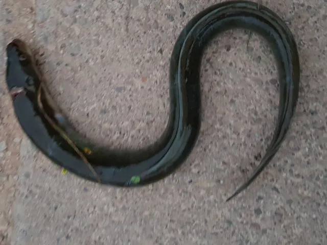 Aal