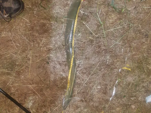 Aal