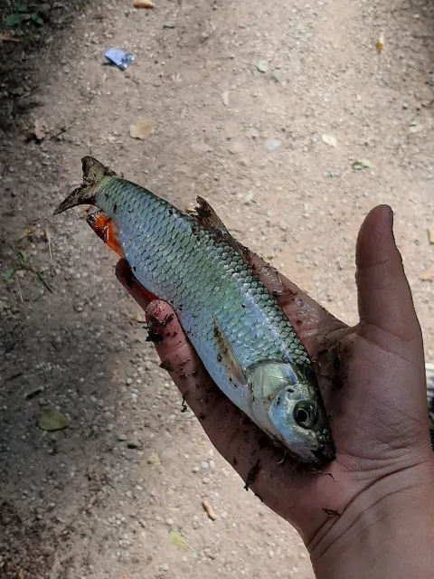 Döbel