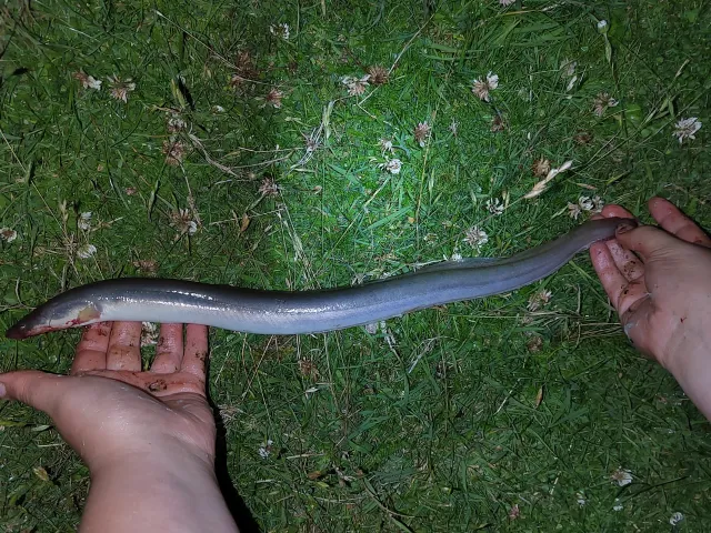 Aal