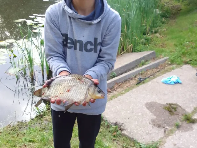 Karausche