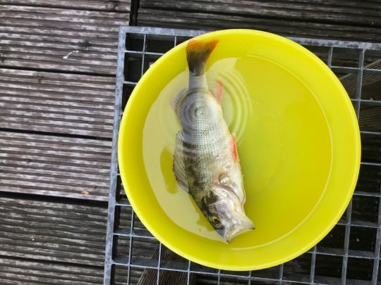Flussbarsch
