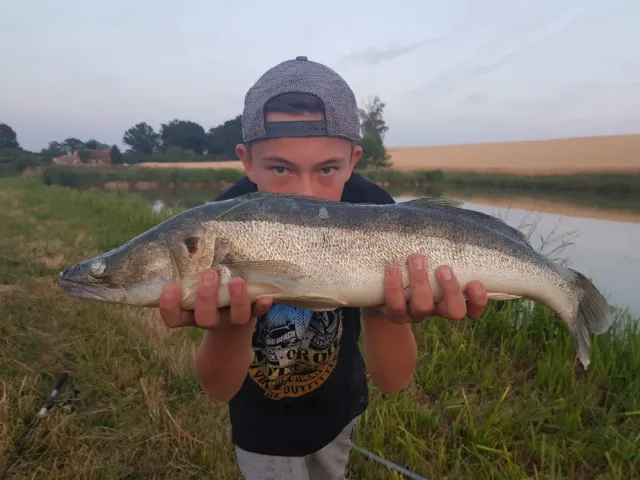Zander