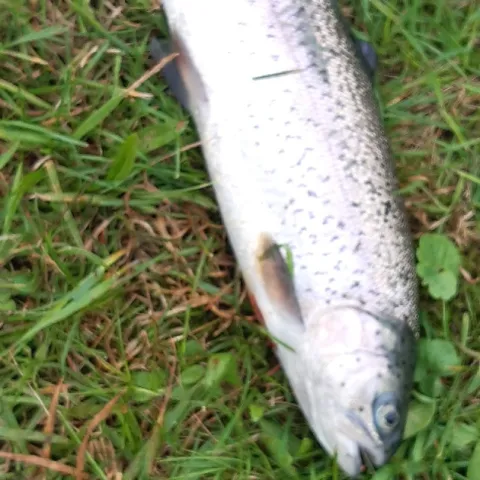 Regenbogenforelle