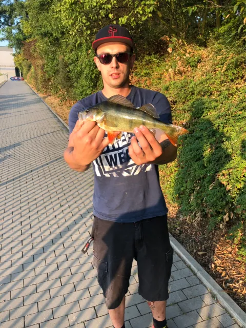 Flussbarsch