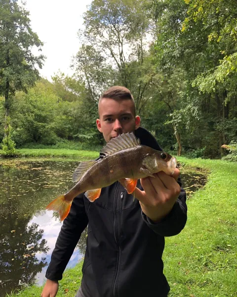 Flussbarsch