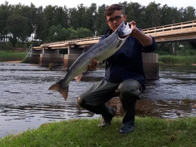 Lachs