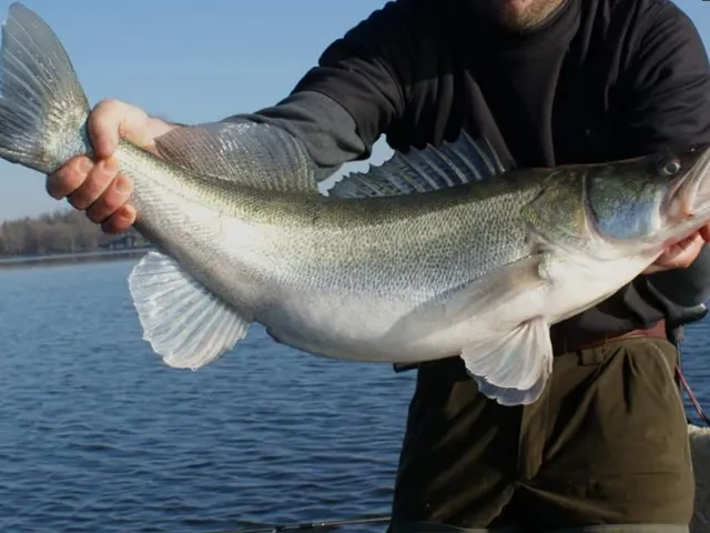 Zander