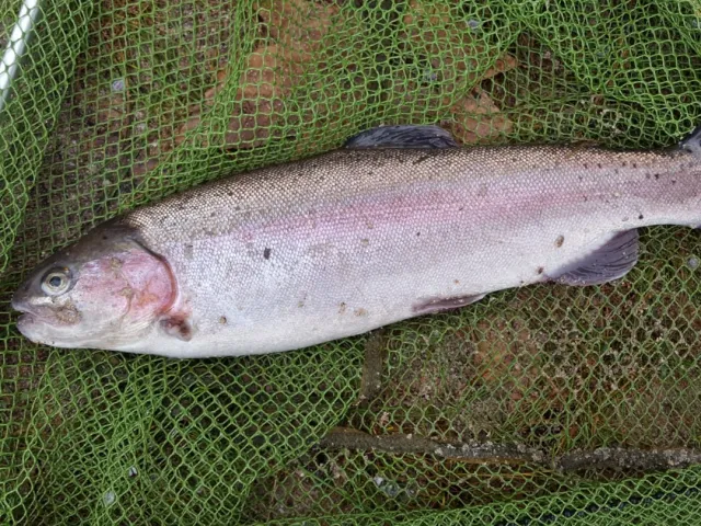 Regenbogenforelle