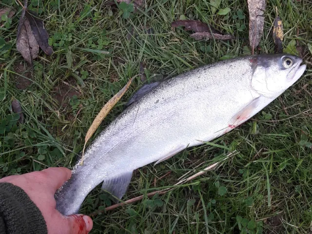 Regenbogenforelle