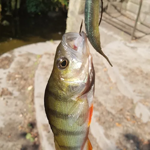 Flussbarsch