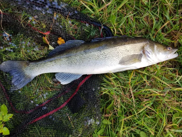 Zander
