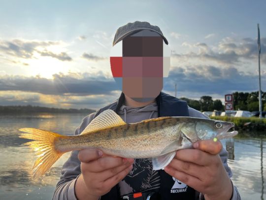 Zander