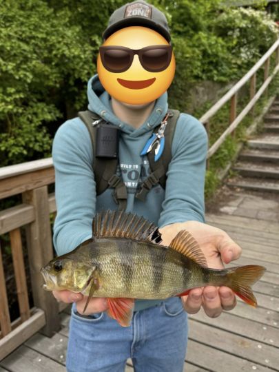 Flussbarsch