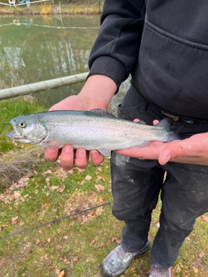 Regenbogenforelle
