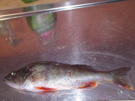 Flussbarsch